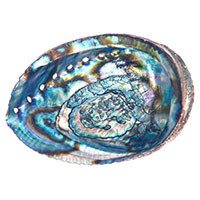 Abalone Shell Abalone Shell