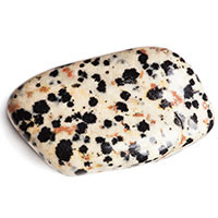 Dalmation Jasper Dalmation Jasper
