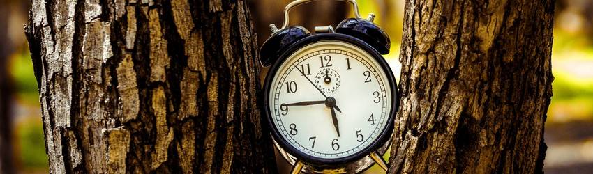 An alarm clock in a tree - representing a clock in your dreams.