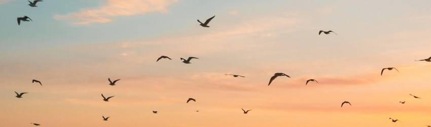 Birds flying in the sky during a sunset in a dream.