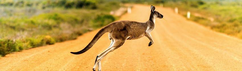 A kangaroo hops across a plain in a dream.